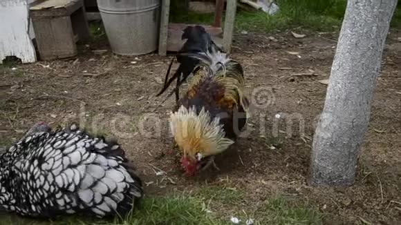 母鸡和公鸡以传统的农村农场为食自由繁殖阳光明媚的一天谷仓院子里的小鸡视频的预览图