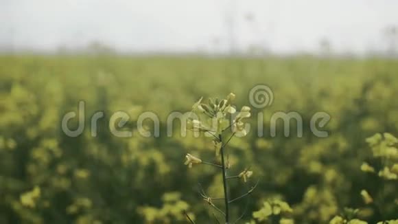 夏野黄色开花植物视频的预览图