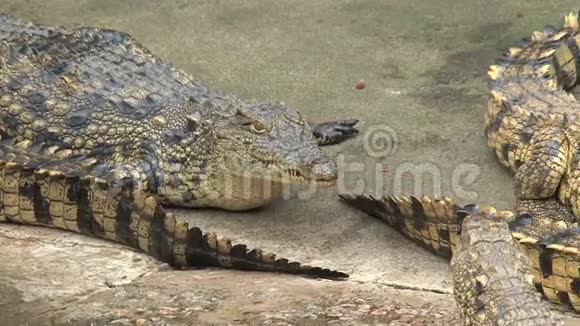 年轻的尼罗河鳄鱼在泥土中晒太阳视频的预览图