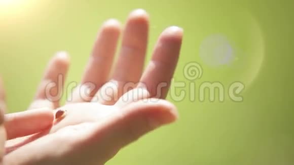 一只瓢虫在孩子的手掌上爬行视频的预览图