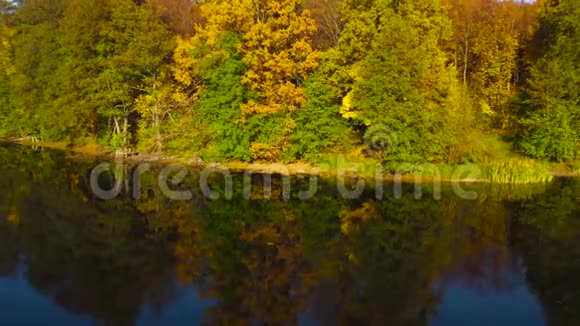 鸟瞰湖和岸上明亮的秋林森林反映在湖面上视频的预览图