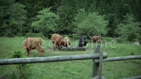 牧场上放牧的一群公牛视频的预览图