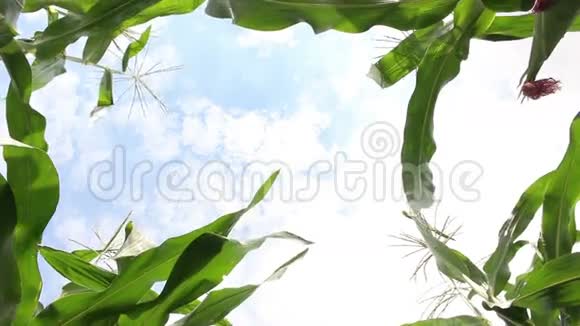 云背景上的玉米场视频的预览图