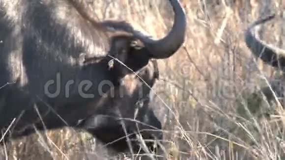 非洲水牛在热带草原上放牧视频的预览图