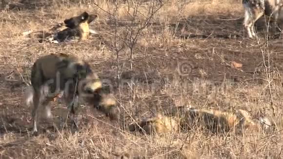一群非洲野狗在草原上休息和玩耍视频的预览图