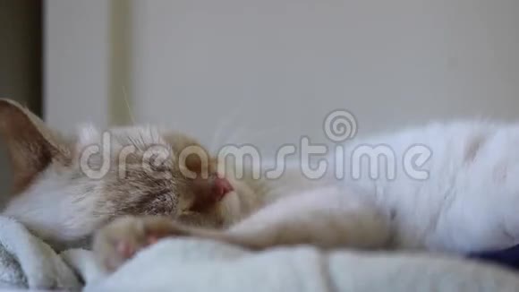 一只母猫睡觉而不是醒来视频的预览图