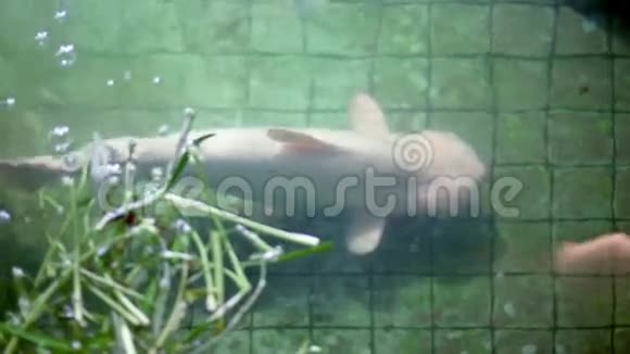 古老的绿色水池中的白化鲶鱼视频的预览图