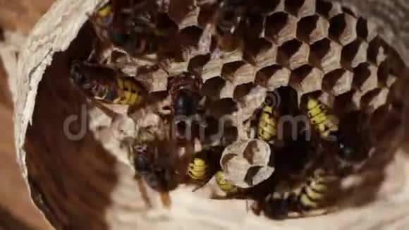 一个纸蜂窝捕食性花园虫能消灭害虫视频的预览图