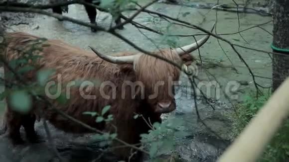 一头棕色的大牛在新鲜的河流中享受着寒冷视频的预览图