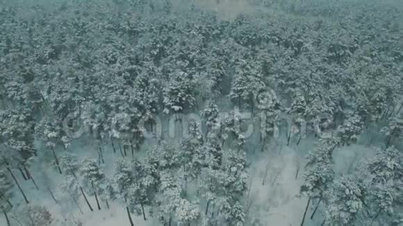 在冬季森林的顶部空中无人机镜头下的大雪视频的预览图