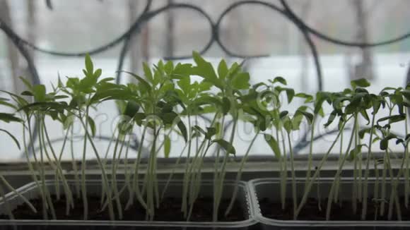 窗台上的番茄幼苗视频的预览图
