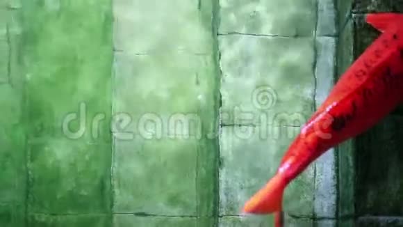 一条大锦鲤鱼在老水潭楼梯上休息视频的预览图