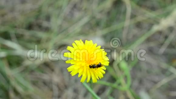 蜜蜂在黄蒲公英花上聚集花粉视频的预览图