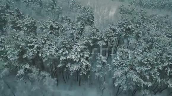 在冬季森林的顶部空中无人机镜头下的大雪视频的预览图