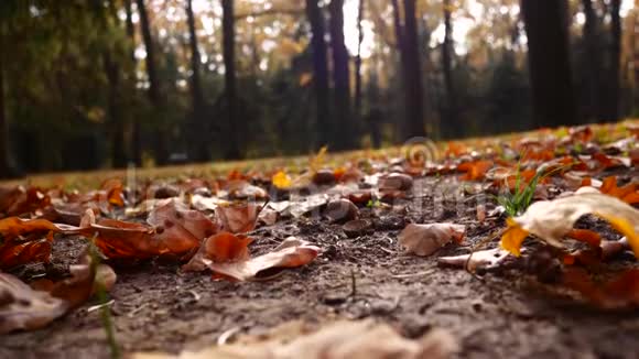 秋天的城市公园很漂亮的背景视频的预览图