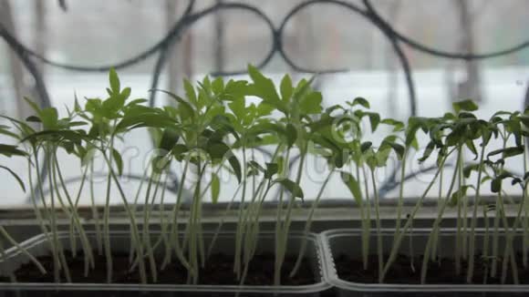 窗台上的番茄幼苗视频的预览图