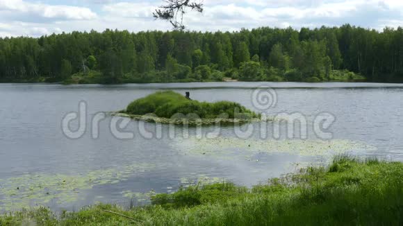 夏天森林里的池塘和小岛视频的预览图
