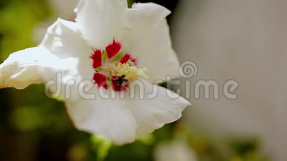 一只蜜蜂在白花中收集花粉视频的预览图