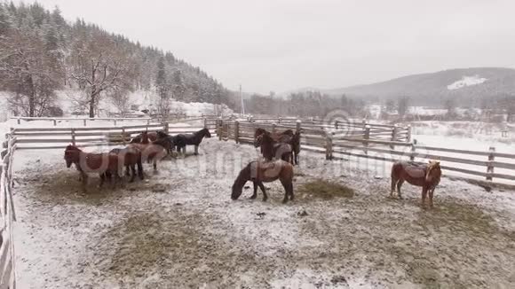 马在雪地里鸟瞰俄罗斯视频的预览图