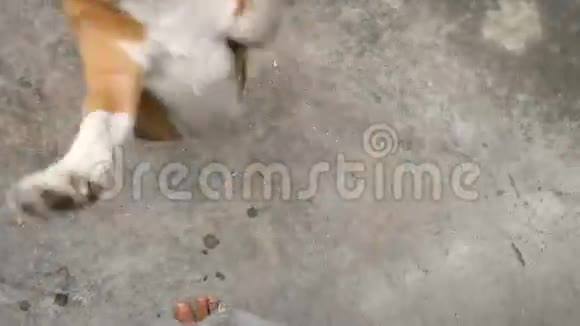 可爱的小猎犬急切地等待着吃食物视频的预览图