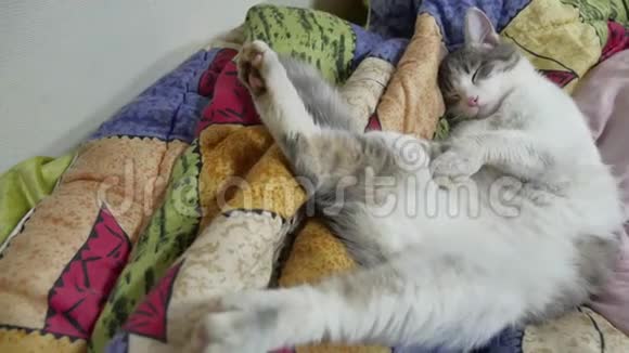 猫在室内滑稽地睡在床上猫睡觉视频的预览图