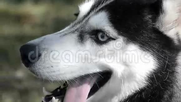 哈士奇蓝眼睛和突出的舌头狗环顾四周视频的预览图