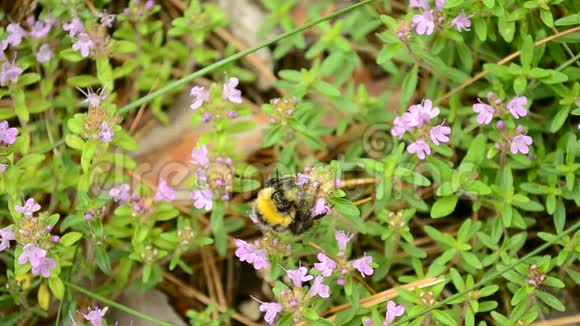 大黄蜂从野生百里香花中采集花粉视频的预览图