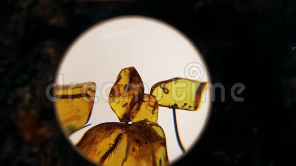 琥珀中的昆虫琥珀石特写视频的预览图