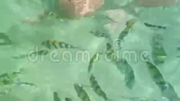 透明的Azure水中条纹鱼的特写镜头视频的预览图