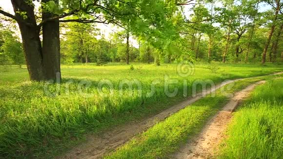 风微风吹拂着草和橡树的枝条美丽的夏季绿色森林和在阳光明媚的日子里乡村道路视频的预览图