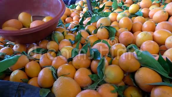 从集市上的一堆橘子中挑选橘子的女人视频的预览图