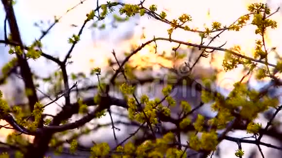 春天茱萸在夕阳下盛开视频的预览图