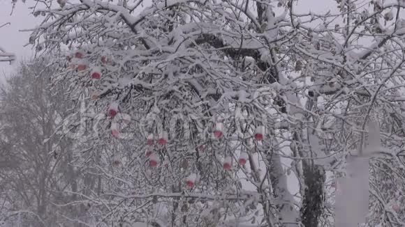 十月在苹果水果园降雪视频的预览图
