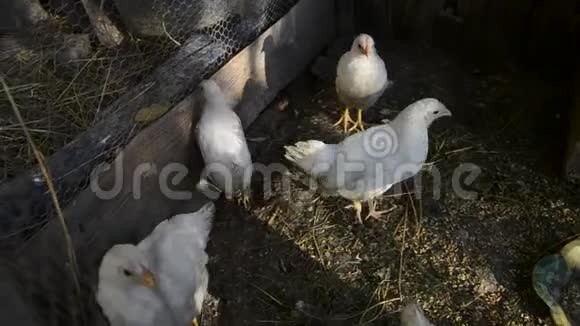 一群小可爱的小鸡在鸡舍里散步把几个星期大的白鸡关在鸡舍里家禽养殖视频的预览图