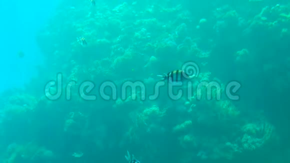 美丽的异国鱼类和珊瑚在红海视频的预览图
