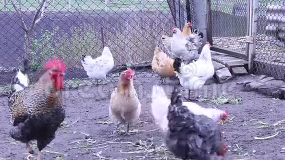 家禽饲养场的鸡鸡视频的预览图