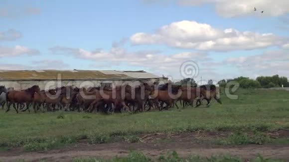 在一个废弃的旧农场的背景下奔驰的马群视频的预览图