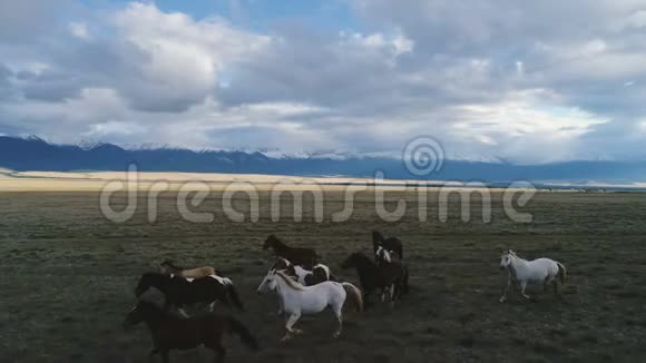 法国动物马野白牲畜日落奔跑骑手牛仔山4k慢动作视频的预览图