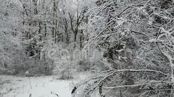 冬季森林中的道路景观视频的预览图