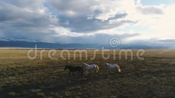 法国动物马野白牲畜日落奔跑骑手牛仔山4k慢动作视频的预览图