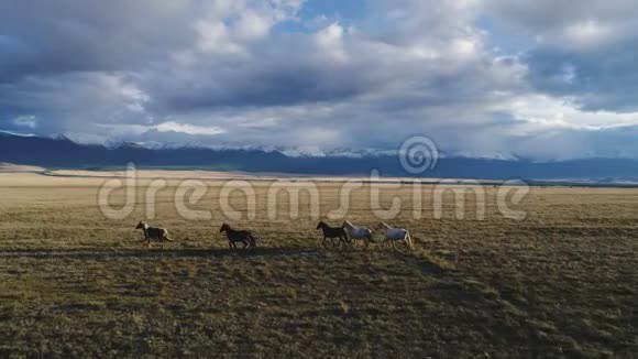夏季牧场冰岛马的空中视野4k慢动作视频的预览图