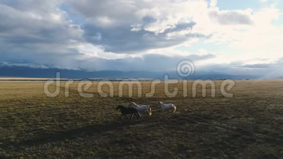 空中马跑过美丽的阳光山地草地春天自然动物景观4k慢动作视频的预览图