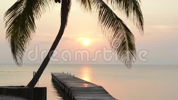 热带日出棕榈树视频的预览图