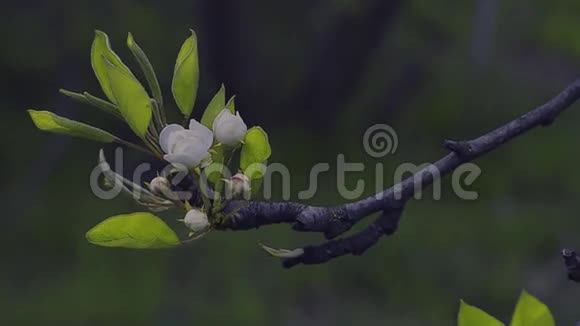 梨树的开花枝视频的预览图