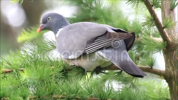 鸽子坐在树枝上木鸽视频的预览图
