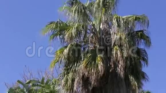 夏季公园内棕榈树和小瀑布的全景视频的预览图