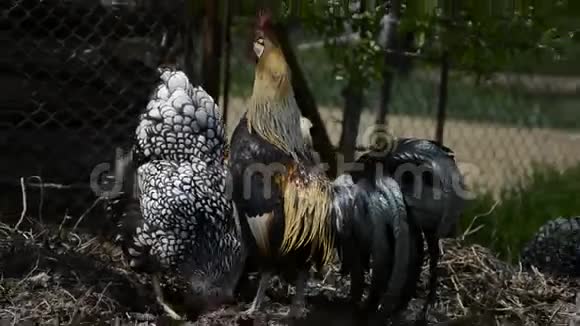 母鸡和公鸡以传统的农村农场为食自由繁殖阳光明媚的一天谷仓院子里的小鸡视频的预览图