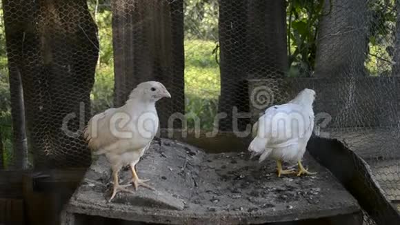一群小可爱的小鸡在鸡舍里散步把几个星期大的白鸡关在鸡舍里家禽养殖视频的预览图
