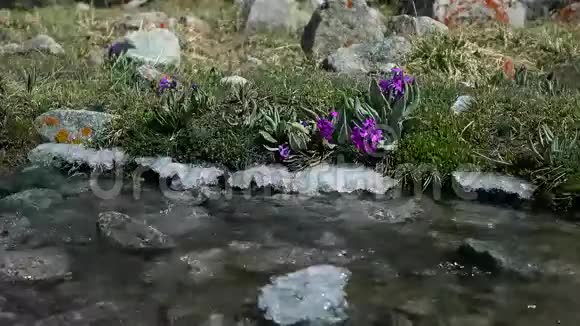 紫花受冷泉山水蒸4K视频吉尔吉斯斯坦视频的预览图