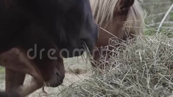 马吃草视频的预览图